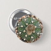 Zelden Groene Astrofytum Asterias Patrooncactus Ronde Button 5,7 Cm (Voorkant /achterkant)