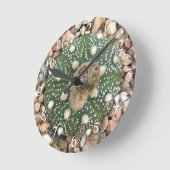 Zelden Groene Astrofytum Asterias Patrooncactus Ronde Klok (Hoek)