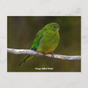 Zelden Oranje-bellied Parrot Bird Australië Briefkaart