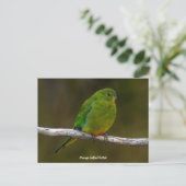 Zelden Oranje-bellied Parrot Bird Australië Briefkaart (Staand voorkant)