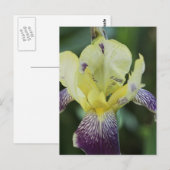 Zelden Orchid Briefkaart (Voorkant / Achterkant)