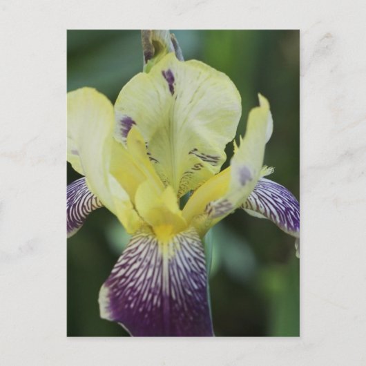 Zelden Orchid Briefkaart (Voorkant)