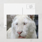 Zelden wit tijger Briefkaart (Voorkant / Achterkant)