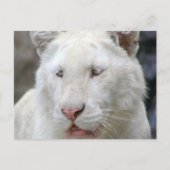 Zelden wit tijger Briefkaart (Voorkant)
