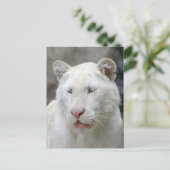 Zelden wit tijger Briefkaart (Staand voorkant)