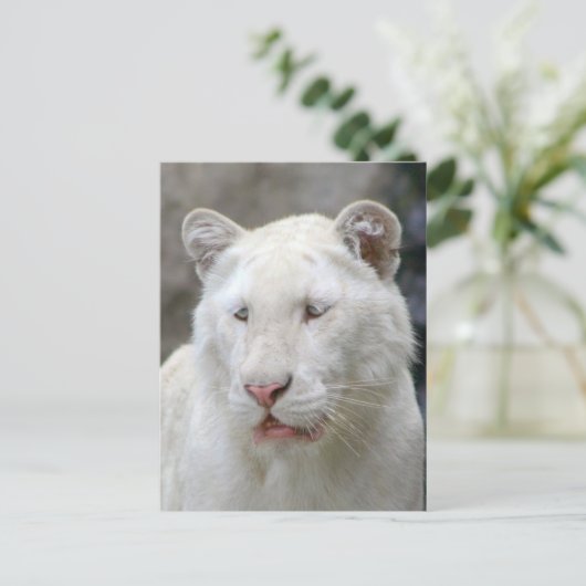 Zelden wit tijger Briefkaart (Staand voorkant)