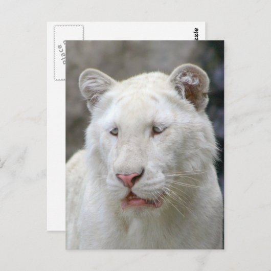 Zelden wit tijger Briefkaart (Voorkant / Achterkant)