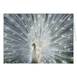 Zelden Witte Indische Blauwe Peacock