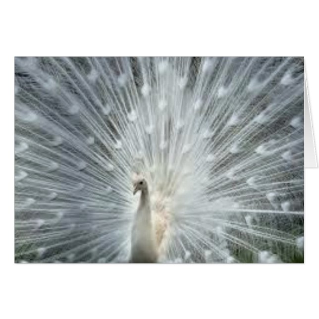 Zelden Witte Indische Blauwe Peacock (Voorkant Horizontaal)