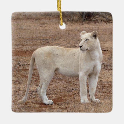 Zelden witte lioness keramisch Ornament (Voorkant)