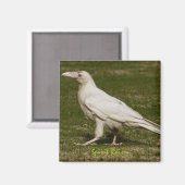 Zelden Witte Raven Wildlife Fotografie Magneet (Voorkant / Achterkant)