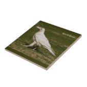 Zelden Witte Raven Wildlife Fotografie Tegeltje (Zijkant)