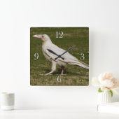 Zelden Witte Raven Wildlife Fotografie Vierkante Klok (Huis)