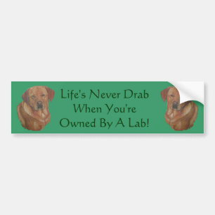 zeldzaam rood labrador hond portret met leuke slog bumpersticker