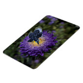 Zeldzame blauwe ruggengraat magneet (Linkerzijde)