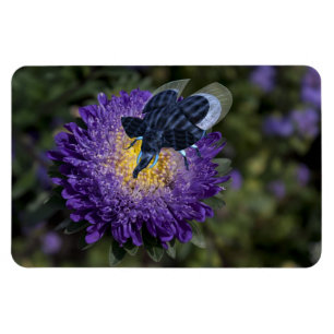 Zeldzame blauwe ruggengraat magneet