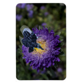 Zeldzame blauwe ruggengraat magneet (Verticaal)