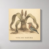 Zeldzame Botanische Roller & Welwitschia Kunst Canvas Afdruk (Voorkant)