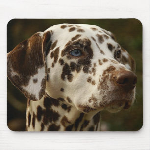 Zeldzame bruine Dalmatiaan   Lever Dalmation Muismat