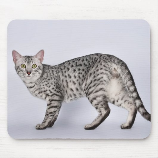 Zeldzame Egyptische Mau Kat Muismat (Voorkant)