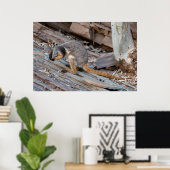 Zeldzame Geelvoetige Rock-wallaby Poster (Thuiskantoor)