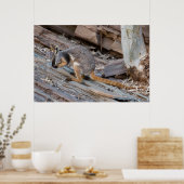 Zeldzame Geelvoetige Rock-wallaby Poster (Keuken)
