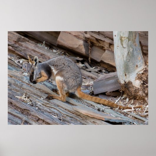 Zeldzame Geelvoetige Rock-wallaby Poster (Voorkant)