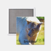 Zeldzame Kermode-Beer (Spirit Beer) Wildlife Desig Magneet (Voorkant / Achterkant)