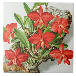 Zeldzame Orchideeënbloem Vintage Scarlet Sophronit Tegeltje