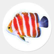 Zeldzame Pepermunt Engelfish Sticker - Diepzee Lux