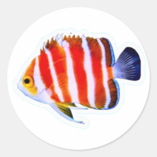 Zeldzame Pepermunt Engelfish Sticker - Diepzee Lux