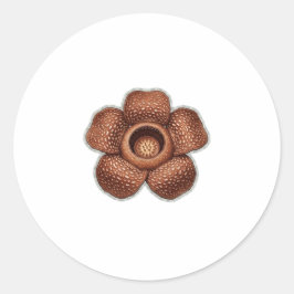 Zeldzame Rafflesia-bloemkunst - Exotische Indonesi Ronde Sticker