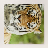 Zeldzame Siberische Tijger: Bedreigd Rust Legpuzzel (Horizontaal)