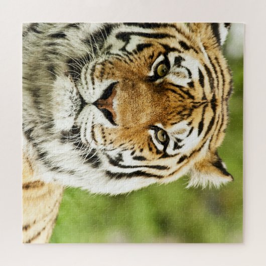 Zeldzame Siberische Tijger: Bedreigd Rust Legpuzzel (Horizontaal)