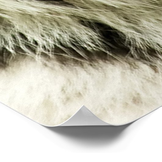 Zeldzame Siberische Tijger: Bedreigd Rust Poster (Hoek)