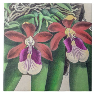 Zeldzame Vintage Mooie Kleurrijke Orchideeën Bloem Tegeltje