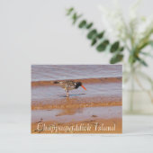 Zeldzame Vogel op Chappaquiddick Island Briefkaart (Staand voorkant)