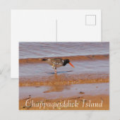 Zeldzame Vogel op Chappaquiddick Island Briefkaart (Voorkant / Achterkant)