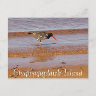 Zeldzame Vogel op Chappaquiddick Island Briefkaart