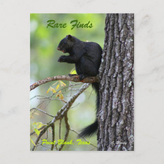 Zeldzame Vondsten Briefkaart