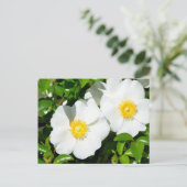 Zeldzame Witte Cherokee Rozen Briefkaart (Staand voorkant)