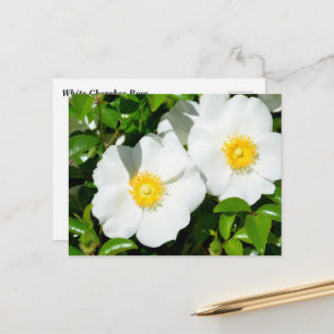 Zeldzame Witte Cherokee Rozen Briefkaart