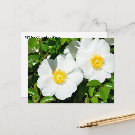 Zeldzame Witte Cherokee Rozen Briefkaart (Voorkant / Achterkant in situ)