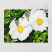 Zeldzame Witte Cherokee Rozen Briefkaart (Voorkant)