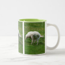Zeldzame witte raaf wildlife foto