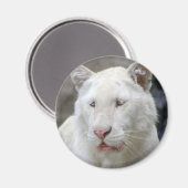 Zeldzame Witte Tijger Magneet (Voorkant / Achterkant)