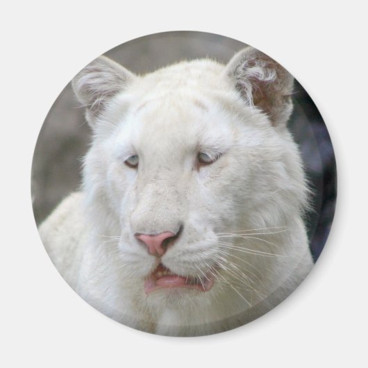 Zeldzame Witte Tijger Magneet (Voorkant)