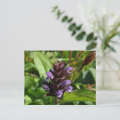 Zelfhelen, Medicinal Plant, Unalaska Island Briefkaart (Staand voorkant)