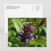 Zelfhelen, Medicinal Plant, Unalaska Island Briefkaart (Voorkant / Achterkant)