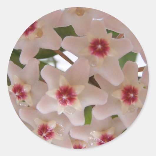 Zelfklever met Hoya carnosa bloemen Ronde Sticker (Voorkant)